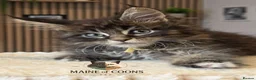 Maine Coon cats for sale: Maine coon kittens - Advert 32