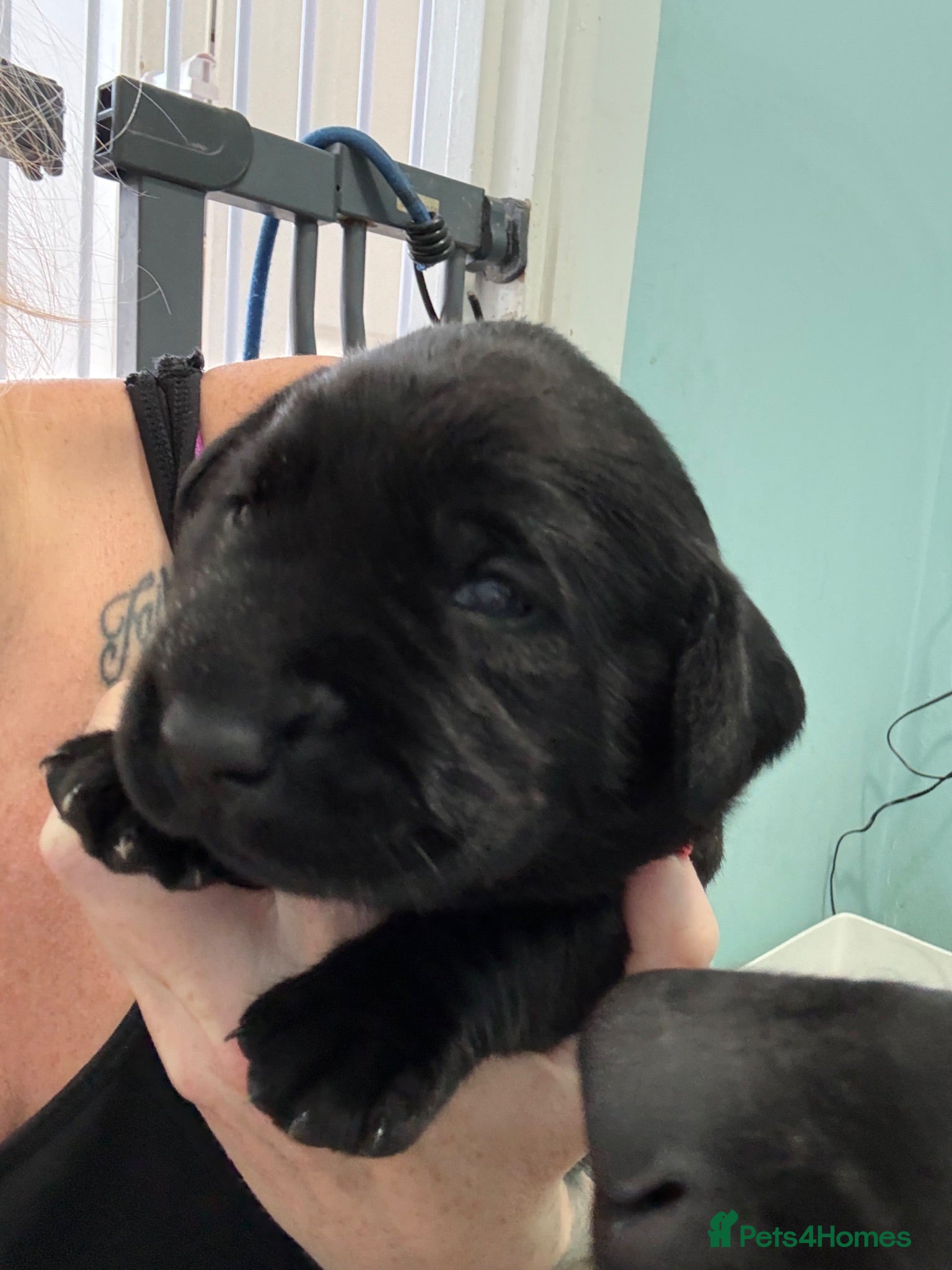 Labrador Retriever dogs Fully health tested labrador puppies  - Advert 2