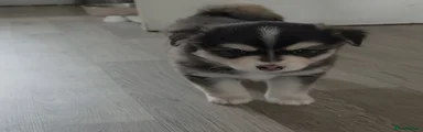 Pomsky 1