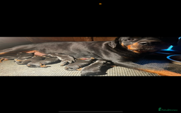 Rottweiler dogs for sale: Beautiful Rottweiler Pups, Ready this week! - Image 14