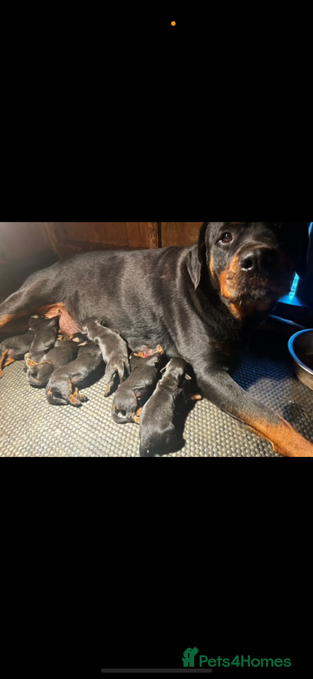 Rottweiler dogs for sale: Beautiful Rottweiler Pups, Ready this week! - Image 14