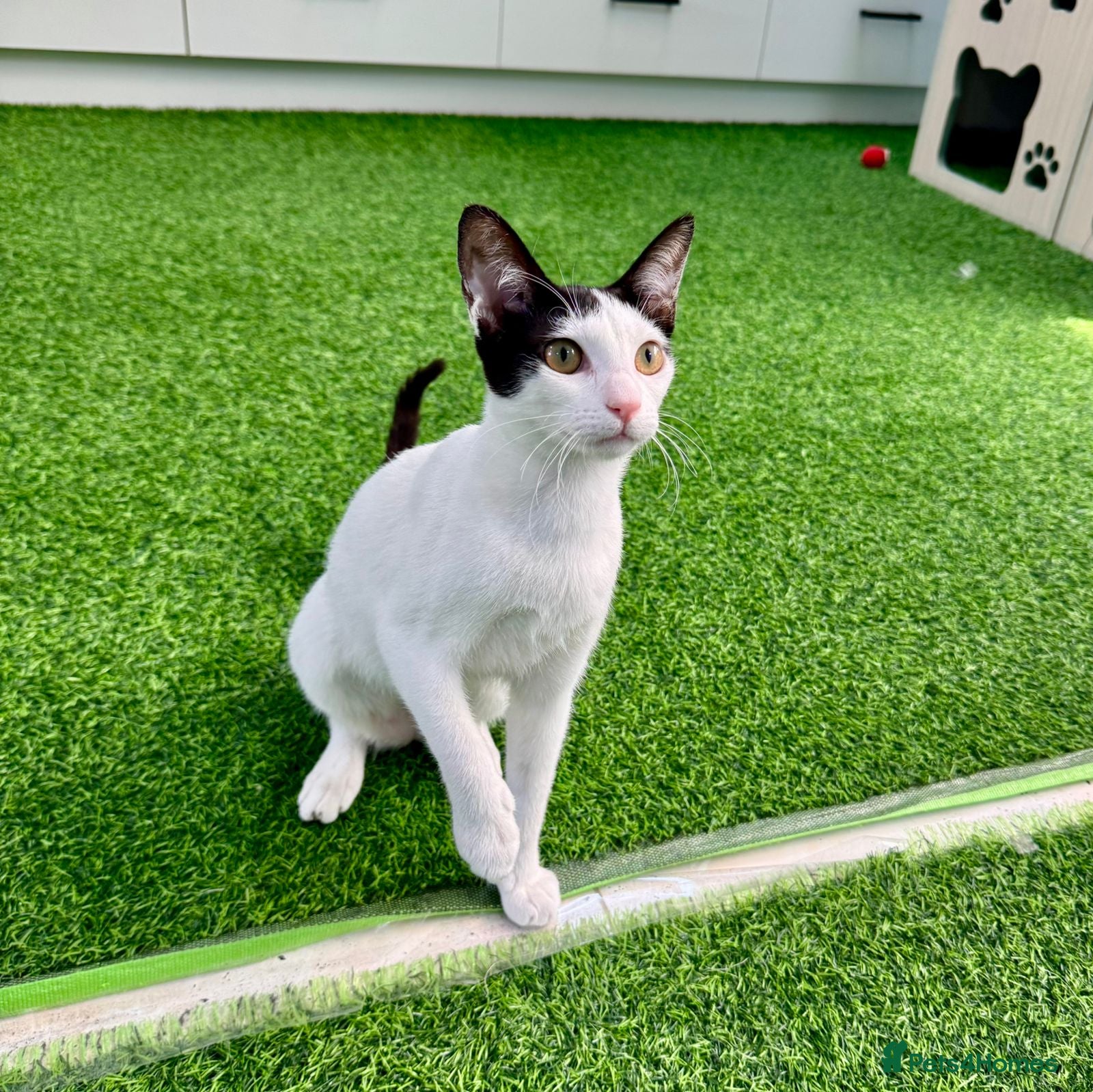 Mixed Breed cats [Indoors Only] Yuki & Suki - Adorable Siblings - Advert 2