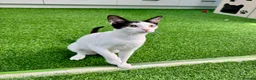 Mixed Breed cats for adoption: [Indoors Only] Yuki & Suki - Adorable Siblings - Advert 9