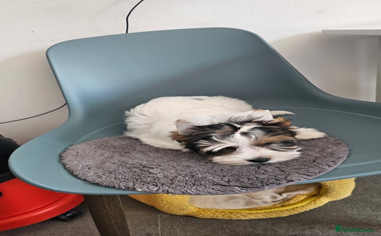 Biewer Terrier dogs - Advert 4