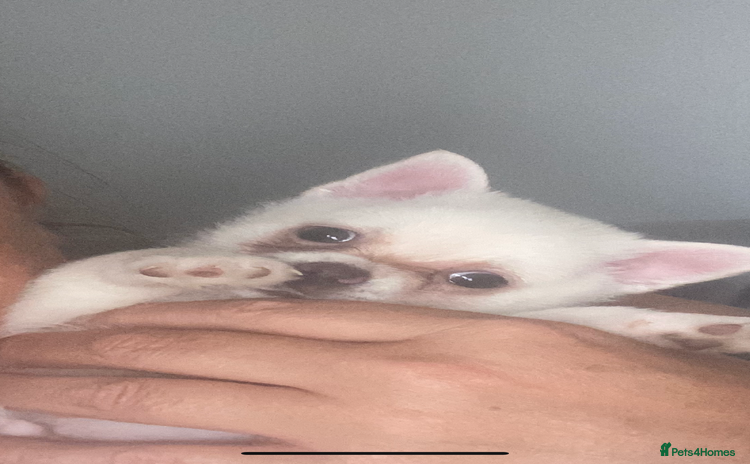 Pomchi dogs - Advert 10
