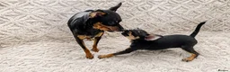 Miniature Pinscher dogs for sale: 4 lovely Puppys Prague Ratter (Pražský Krysařík) - Advert 1