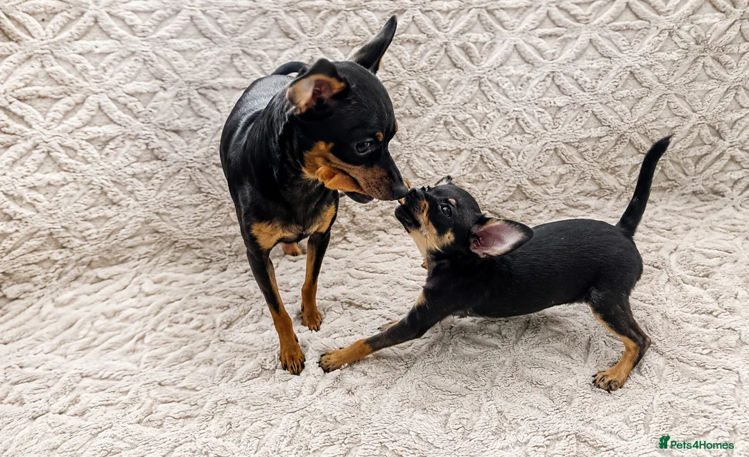 Miniature Pinscher dogs for sale: 4 lovely Puppys Prague Ratter (Pražský Krysařík) - Advert 1