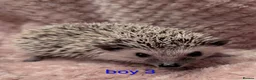 Pygmy Hedgehog rodents for sale: Lovely baby boys  - Advert 3