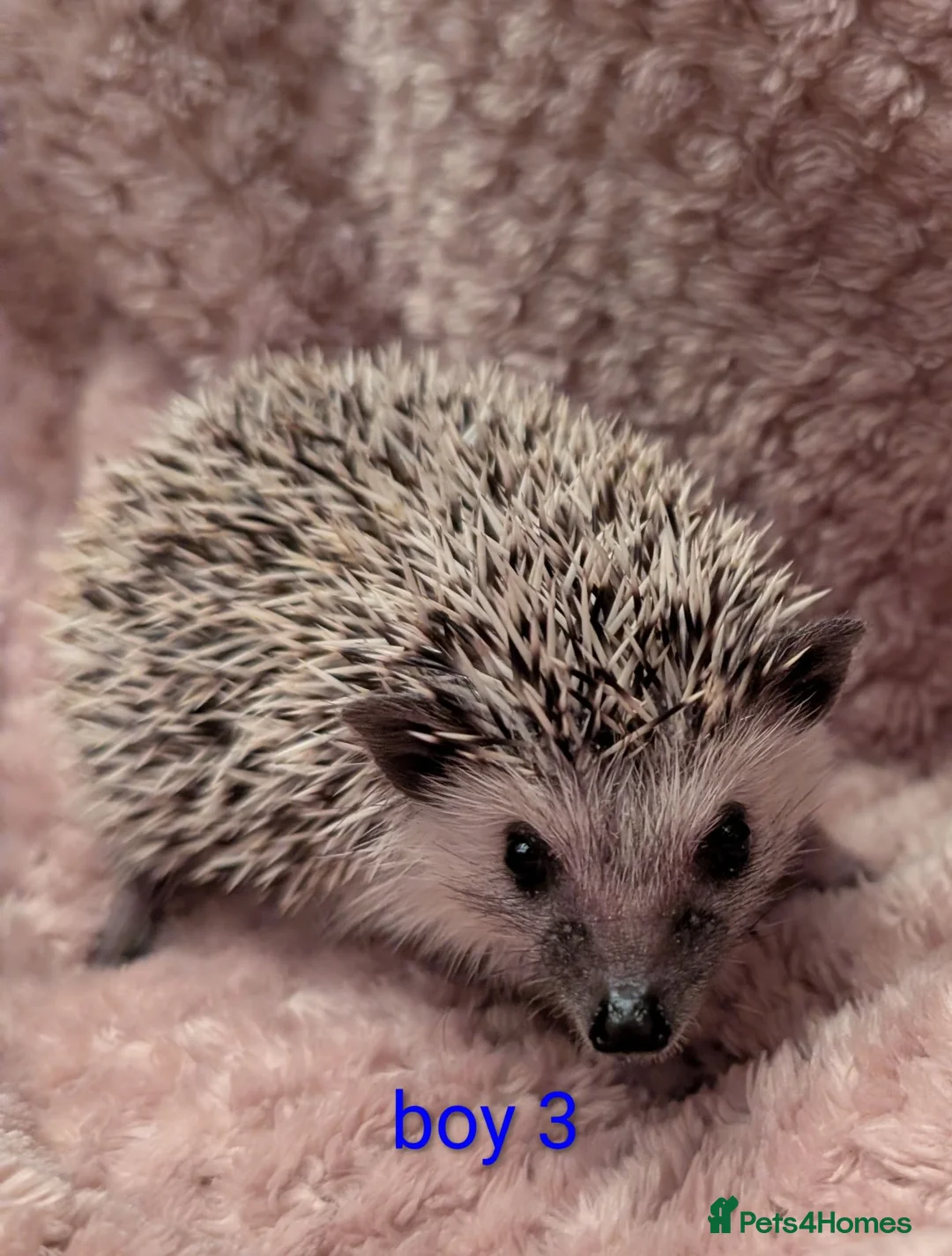 Pygmy Hedgehog rodents for sale: Lovely baby boys  - Advert 3