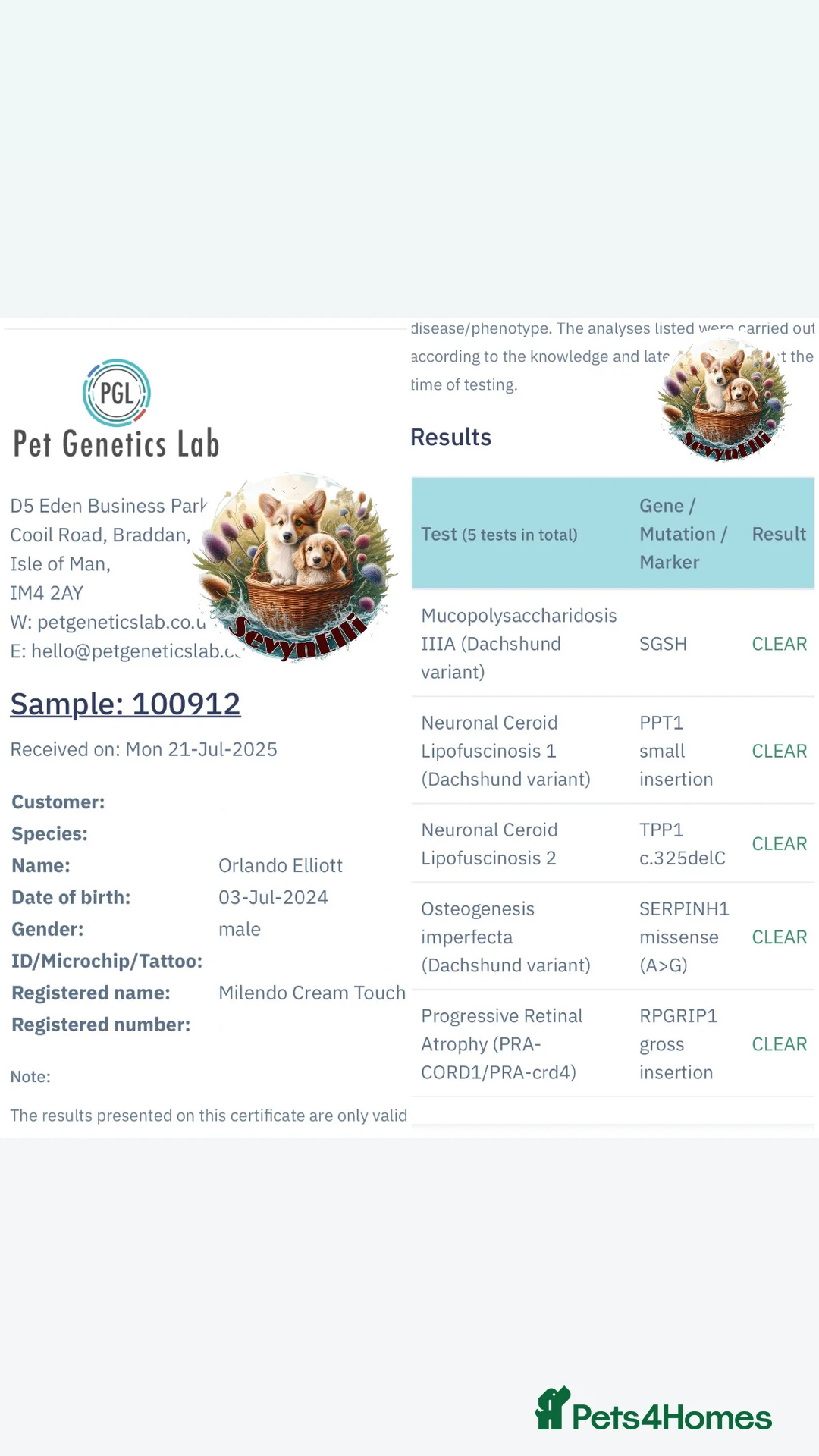 Miniature Dachshund dogs for stud: KC Registered - Health Tested - Proven Stud Dog 🏅 - Advert 20