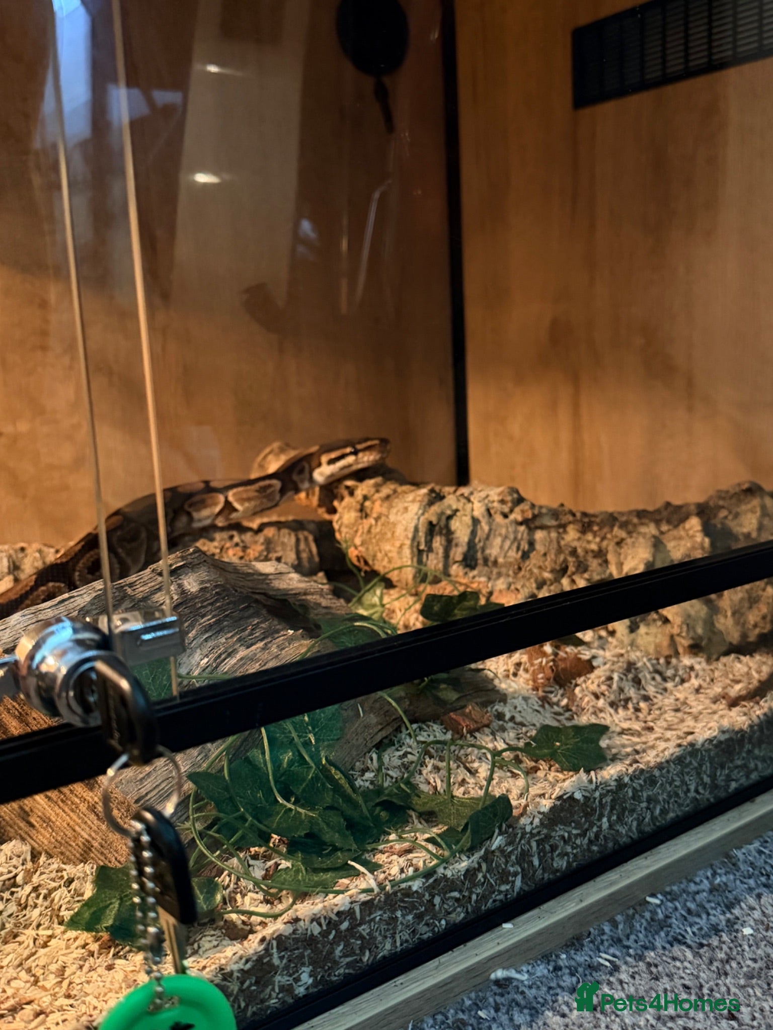 Python Snake reptiles Standard royal ball python  - Advert 6