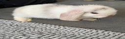 Mini Lop rabbits for sale: gorgeous mini lops - last baby left  - Advert 6