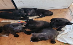 Mixed Breed dogs for sale: american akita cross puppies, 3 male 3 female - Advert 2