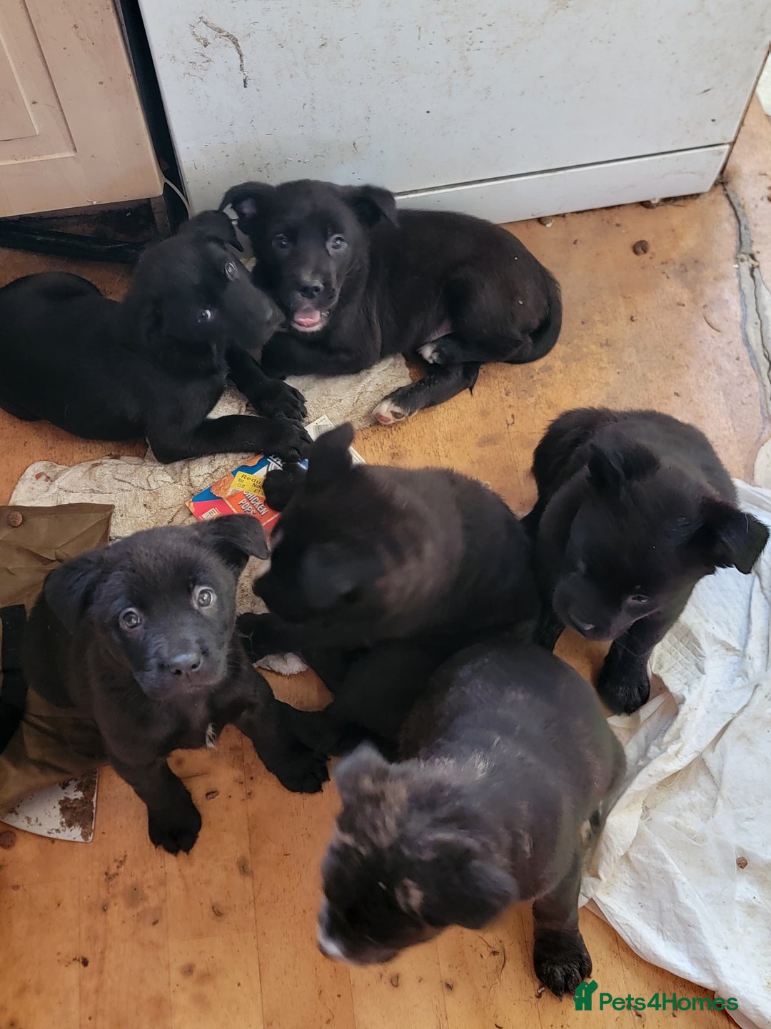 Mixed Breed dogs for sale: american akita cross puppies, 3 male 3 female - Advert 2