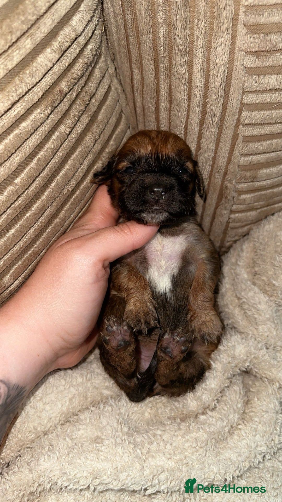 Mixed Breed dogs for sale: 🐾 3 Beautiful Show Cocker Spaniel Mix Puppies 🐾 - Image 6