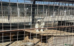 Mixed Breed dogs for adoption: Song - Norwich Norfolk  - Image 4