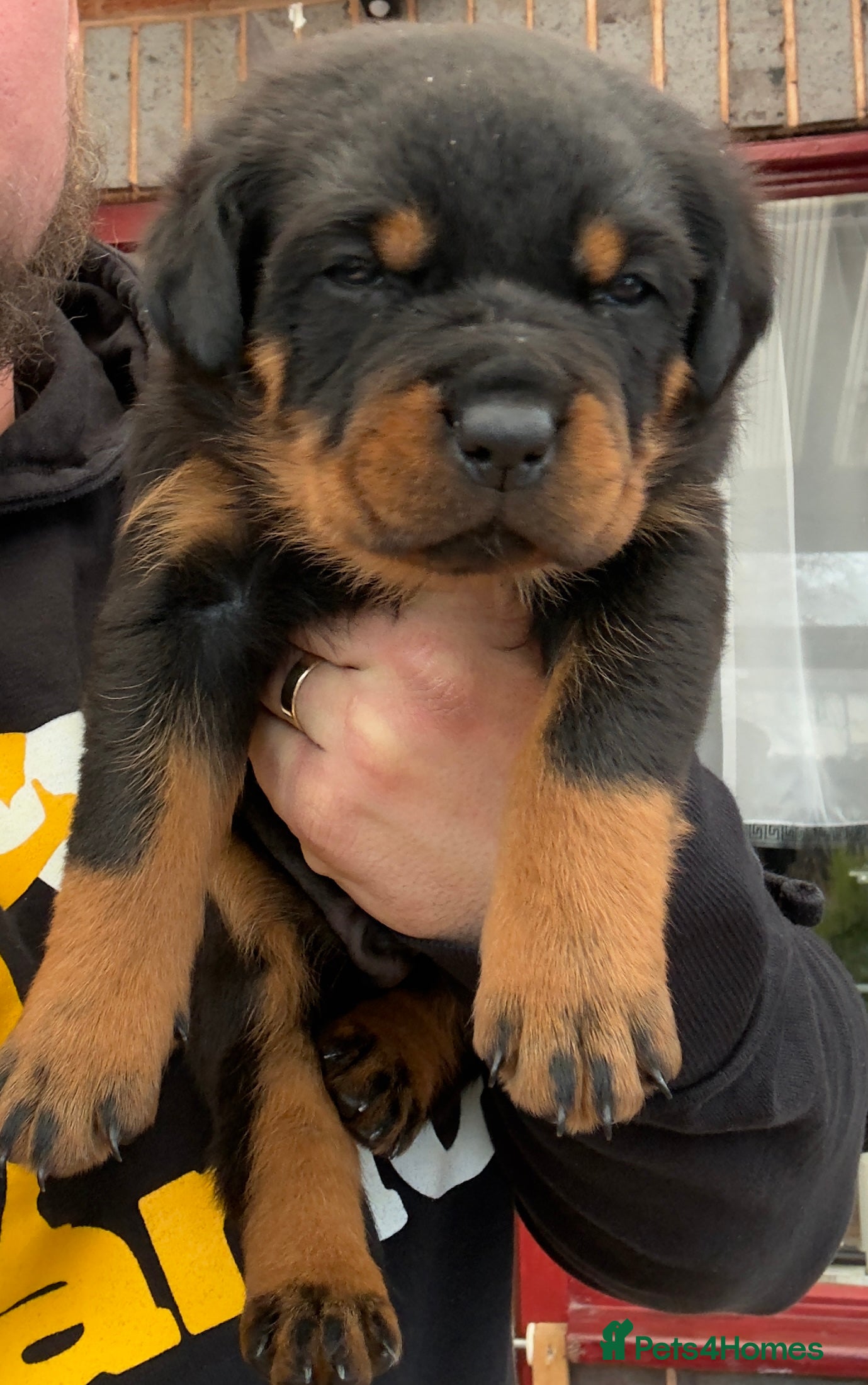 Rottweiler dogs Pure Rottweiler for Sale  - Advert 5