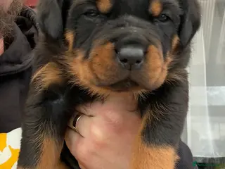 Rottweiler dogs Pure Rottweiler for Sale - Advert 5