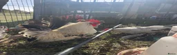 Chickens poultry for sale: 5 Serama hens & cock, perfect set up in Tilbury - Advert 7