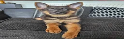 German Shepherd dogs for stud: PROVEN KC REG STRAIGHT BACK BLUE BICOLOUR in Redditch - Advert 6