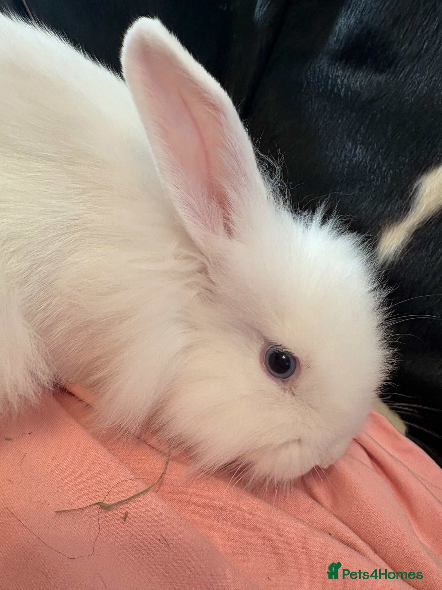 Mixed Breed rabbits Lion lop buck🩵 - Advert 1