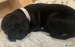 Mixed Breed dogs for sale: Pointerdor puppies  - Image 6