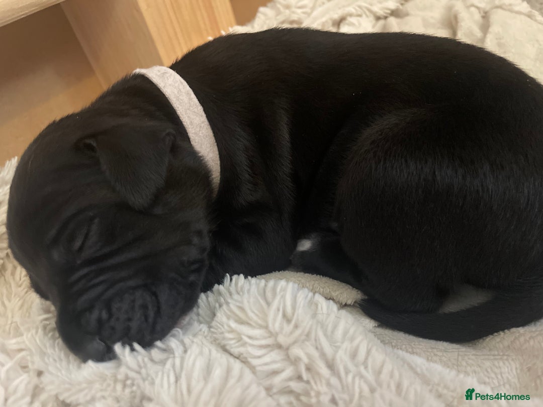 Mixed Breed dogs for sale: Pointerdor puppies  - Image 6