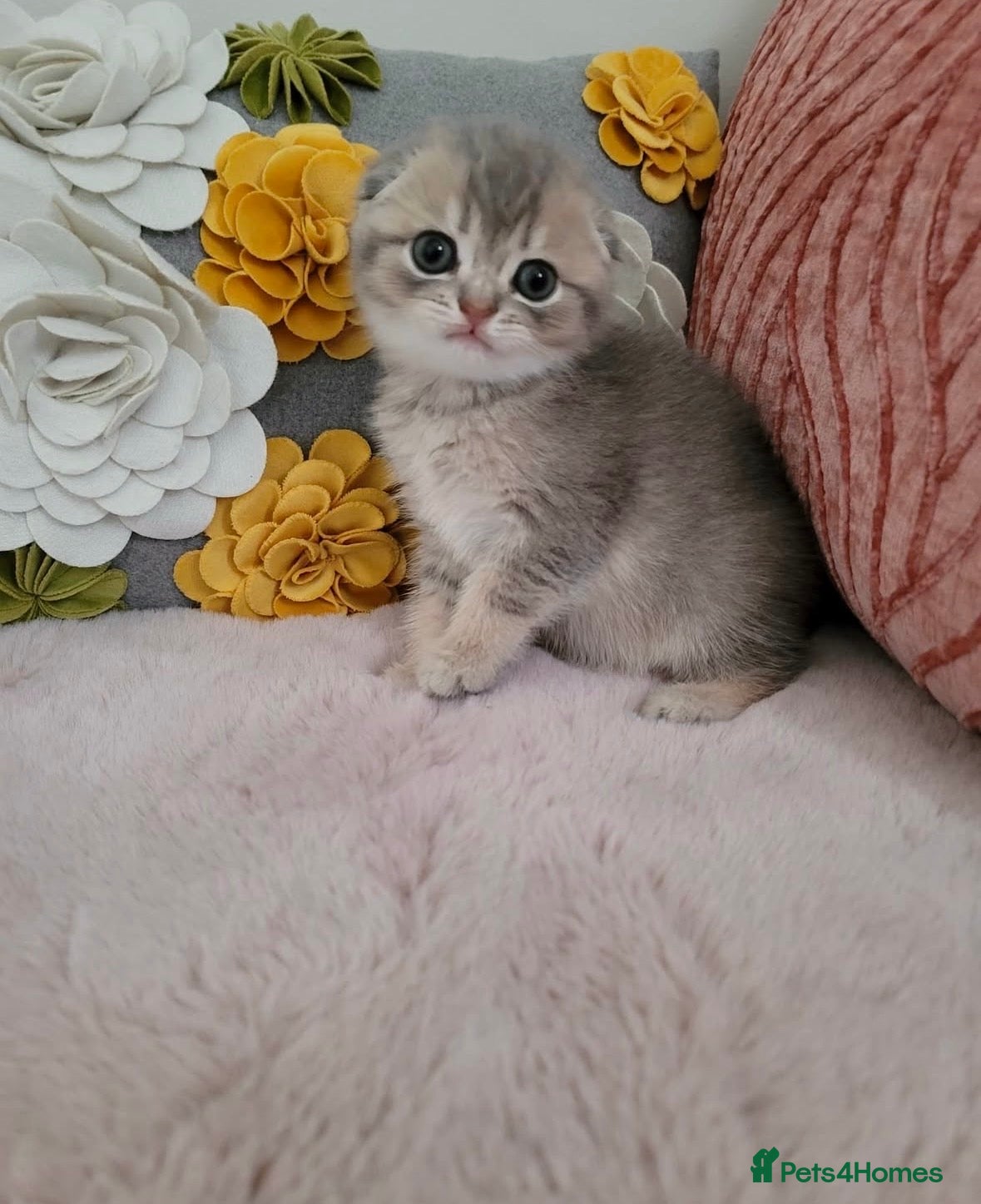 Scottish Fold cats Adorable Male Scottish Fold Kitten - Advert 3