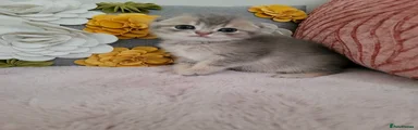 Scottish Fold Kitten 1
