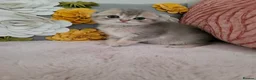 Scottish Fold cats for sale: Adorable Blue Golden Male Scottish Fold Kitten - Advert 1