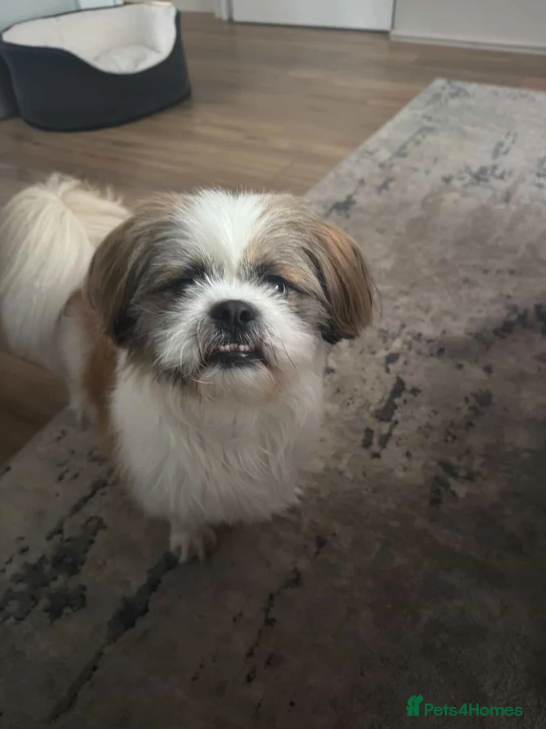 Shih Tzu dogs for stud: Beautiful Purebred Shih Tzu Stud Teddy - Advert 1