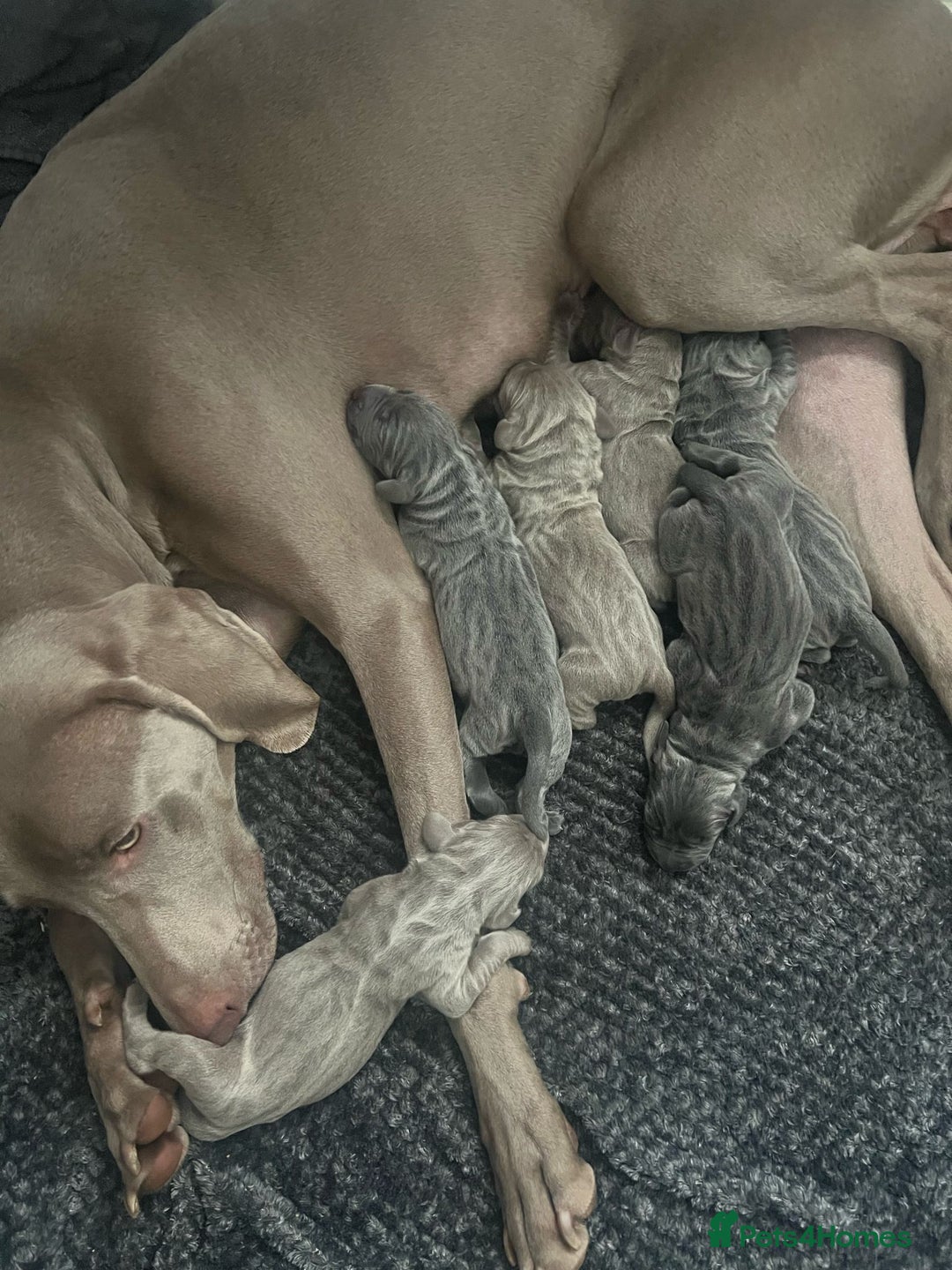 Weimaraner dogs for stud: Blue Weimaraner for Stud - Image 13