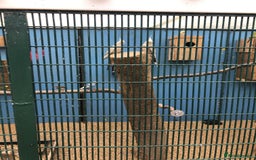 Cockatiels birds for sale: Cockatiels - Image 6