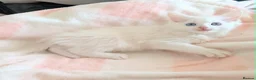Turkish Angora cats for sale: Blue Eyed Fluffy Turkish Angora Kitten - Advert 4