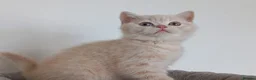 British Shorthair cats for sale: GCCF registered cream and lilac BSH - Advert 14