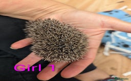 Pygmy Hedgehog rodents for sale: African Pygmy hedgehogs. Ready to reserve! - Advert 5