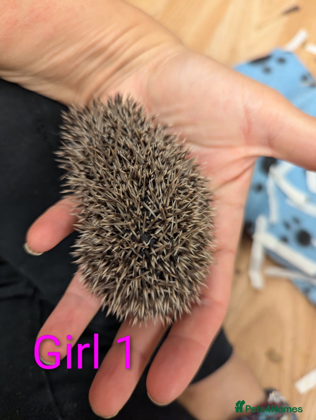 Pygmy Hedgehog rodents for sale: African Pygmy hedgehogs. Ready to reserve! - Advert 5