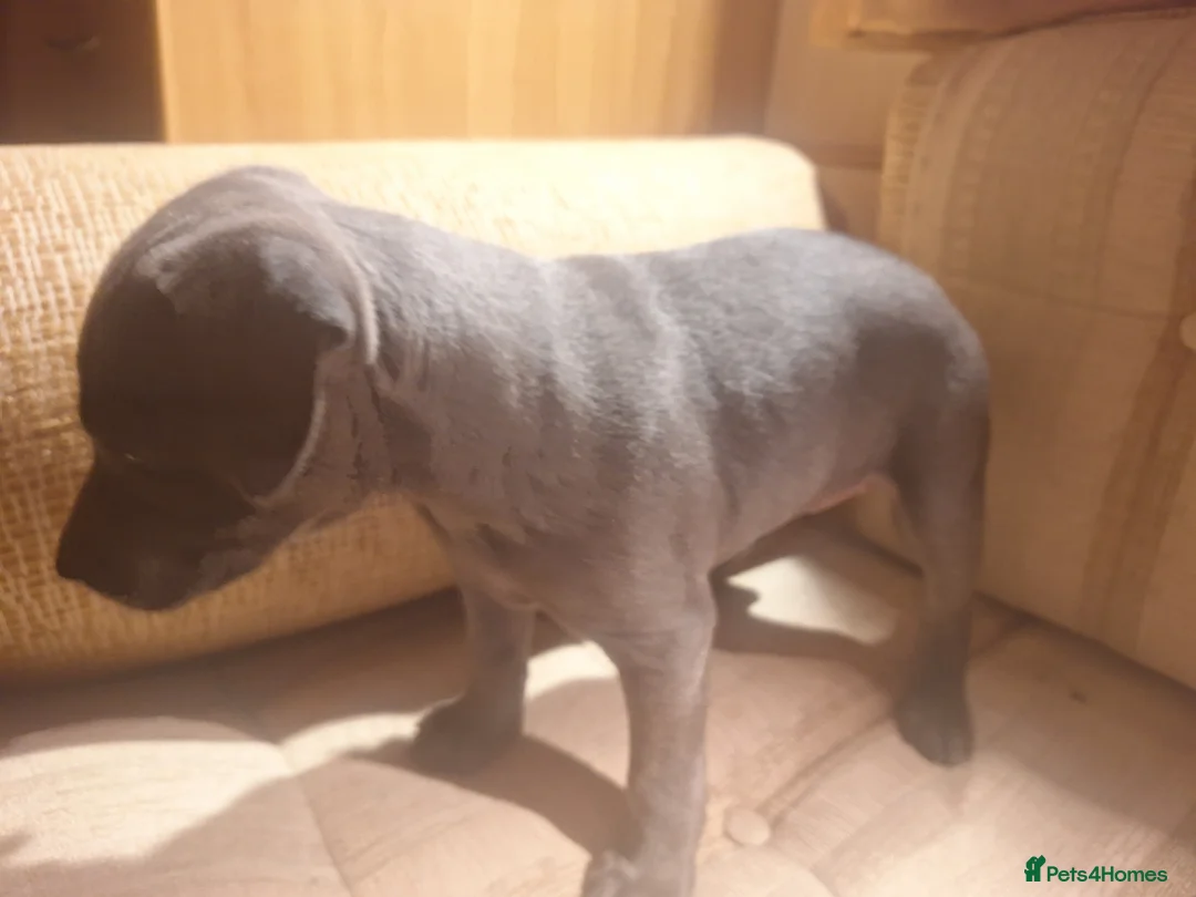 Mixed Breed dogs for sale: Blue staff whippet Cross  - Advert 9
