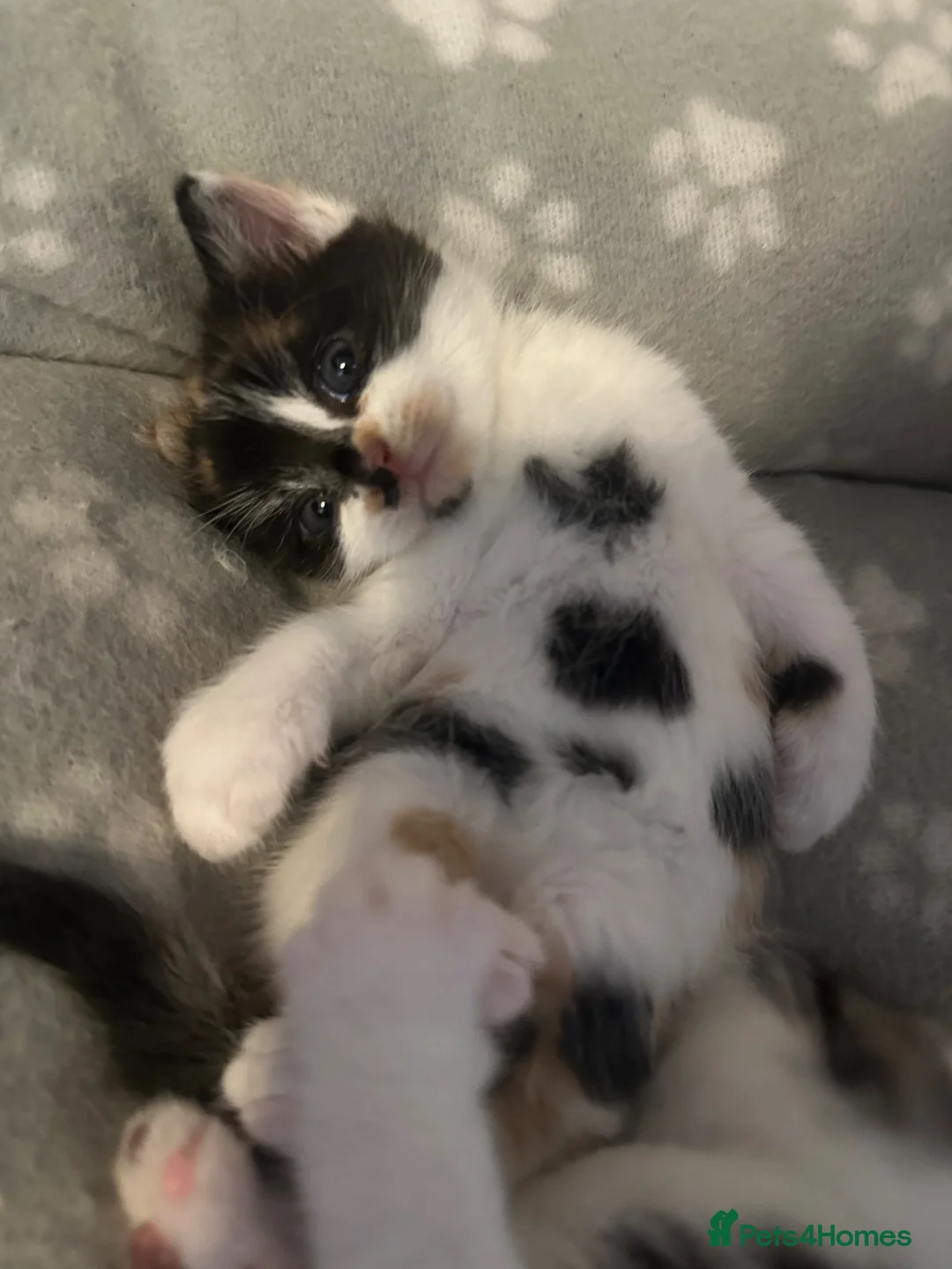 Mixed Breed cats for sale: Cute fluffy kittens  - Advert 5