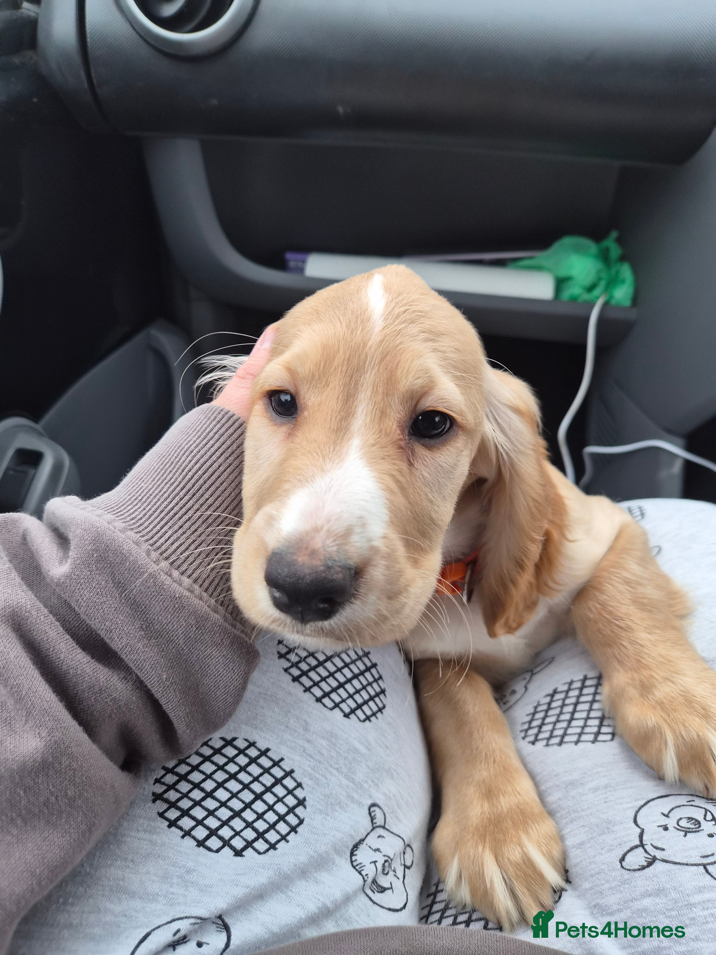 Sprocker dogs Golden sprocker girl  - Advert 1