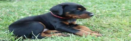 Dobermann dogs for sale: Quality European Dobermann Puppies - 2 Remaining - Advert 17
