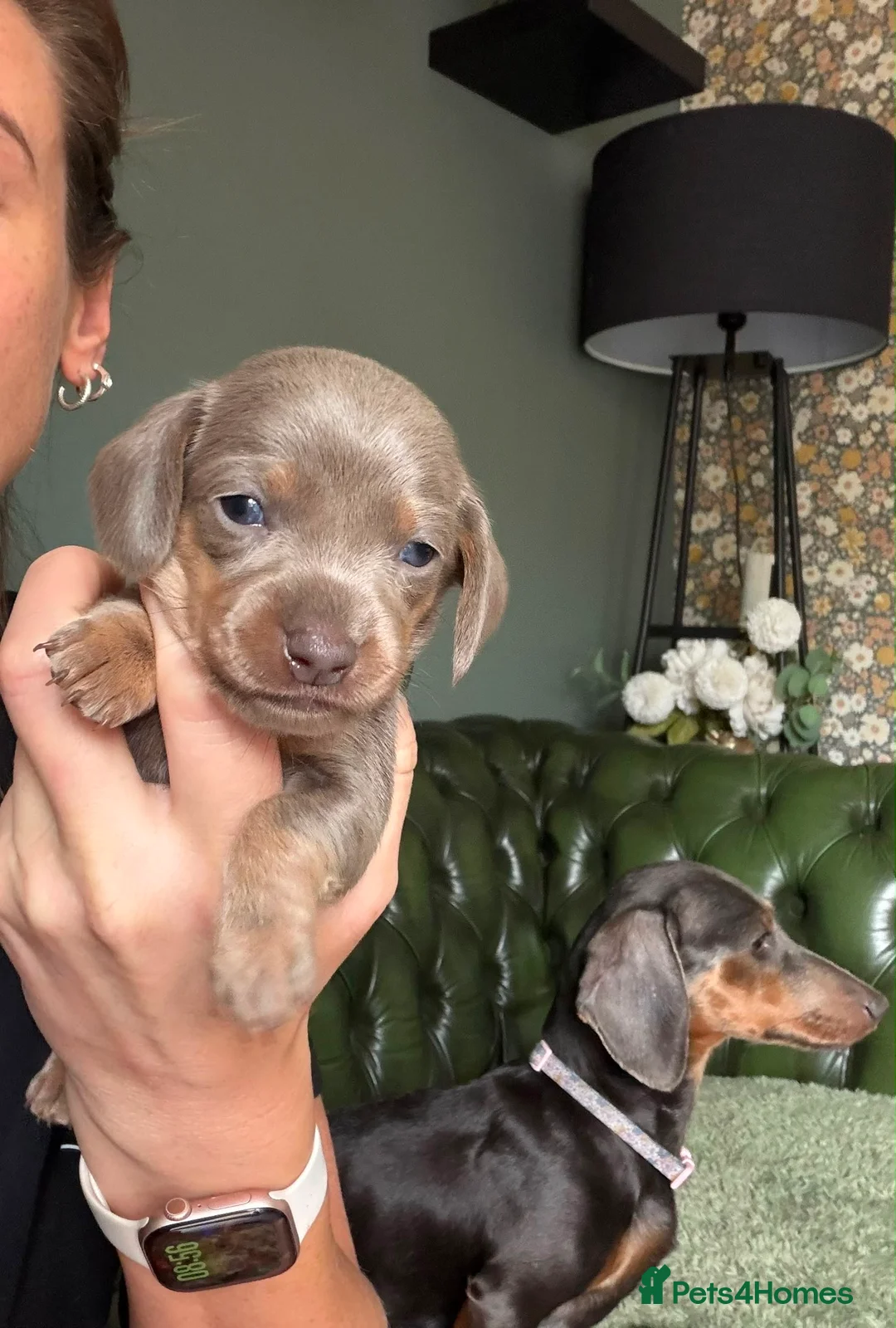 Dachshund dogs for sale: Midi Dachshunds **Rare Isabella colouring***  in Pontefract - Advert 2