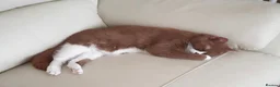 British Shorthair cats for sale: 2 adult girls  - Advert 4