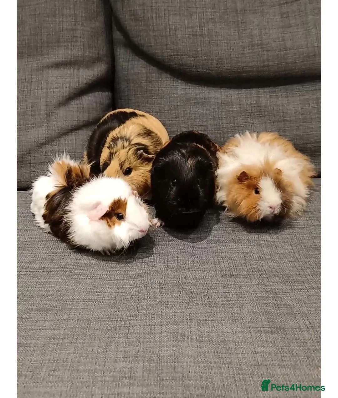 Guinea Pig rodents for sale: Guinea pigs and full set up in Manchester - Advert 2