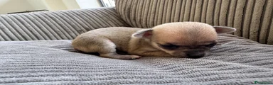 Chihuahua Puppy 4