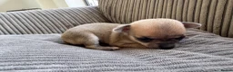 Chihuahua dogs for sale: Chihuahua Puppies - Advert 31