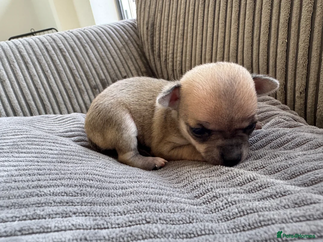 Chihuahua dogs for sale: Chihuahua Puppies - Advert 31