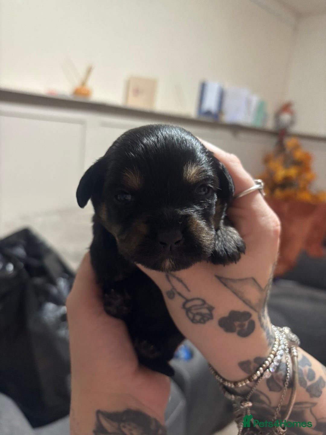 Mixed Breed dogs for sale: Rottweiler cross puppies - Advert 13