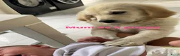 Golden Retriever dogs for sale: Our Beautifil KC registered Golden Retriever   in Leeds - Advert 12