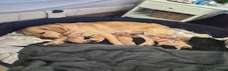 Golden Retriever dogs for sale: Golden Retriever puppies - Advert 9